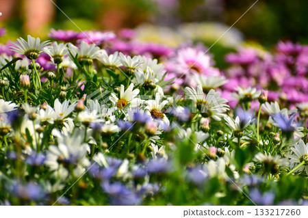 Close-up of the common daisies in the garden. White common daisy in the rural. Rural and nature scene. Close-up of the common daisies in the garden. White common daisy in the rural. Rural and nature scene. 133217260