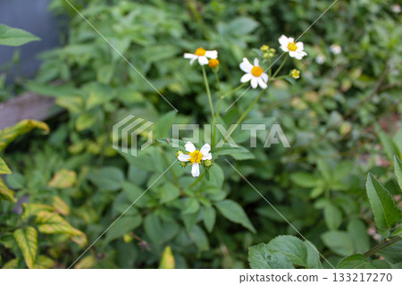 Bidens alba in the rural. Wild white flowers in the rural. Nature scene. Bidens alba in the rural. Wild white flowers in the rural. Nature scene. 133217270