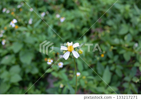 Bidens alba in the rural. Wild white flowers in the rural. Nature scene. Bidens alba in the rural. Wild white flowers in the rural. Nature scene. 133217271