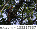 Scarlet Macaw, Ara macao, perched on branch Scarlet Macaw, Ara macao, perched on branch 133217337