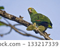 Yellow-crowned Parrot, Amazona ochrocephala, perched Yellow-crowned Parrot, Amazona ochrocephala, perched 133217339