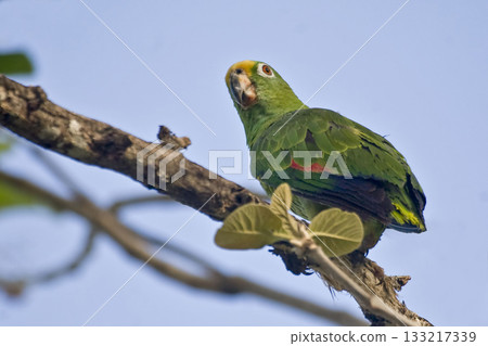 Yellow-crowned Parrot, Amazona ochrocephala, perched Yellow-crowned Parrot, Amazona ochrocephala, perched 133217339