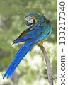 Blue-and-yellow Macaw, Ara ararauna, perched Blue-and-yellow Macaw, Ara ararauna, perched 133217340