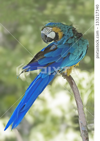 Blue-and-yellow Macaw, Ara ararauna, perched 133217340