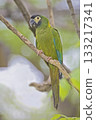 View of Golden-collared Macaw, Primolius auricollis, perched View of Golden-collared Macaw, Primolius auricollis, perched 133217341