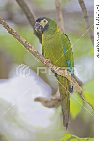View of Golden-collared Macaw, Primolius auricollis, perched View of Golden-collared Macaw, Primolius auricollis, perched 133217341