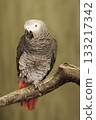 Gray Parrot, Psittacus erithacus, perched Gray Parrot, Psittacus erithacus, perched 133217342