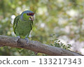 Lilac-crowned Parrot, Amazona finschi, perched Lilac-crowned Parrot, Amazona finschi, perched 133217343