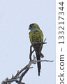 Nanday Parakeet, Aratinga nenday, perched Nanday Parakeet, Aratinga nenday, perched 133217344
