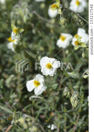 Common rockrose Common rockrose 133217548