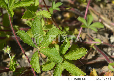 Nepal Cinquefoil Nepal Cinquefoil 133217551