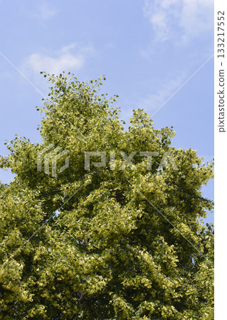 Small-leaved lime 133217552