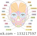 臉部肌肉，無髮型，有名字，女性（膚色版本） 133217597