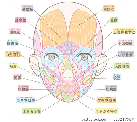 臉部肌肉，無髮型，有名字，女性（膚色版本） 133217597