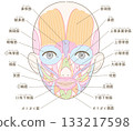 臉部肌肉，無髮型，姓名，無文字顏色，女性（膚色版本） 133217598