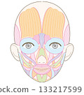 臉部肌肉，肌肉線條圖，附名稱，女性（膚色版） 133217599