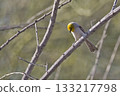 Verdin, Auriparus flaviceps, perched on a branch Verdin, Auriparus flaviceps, perched on a branch 133217798