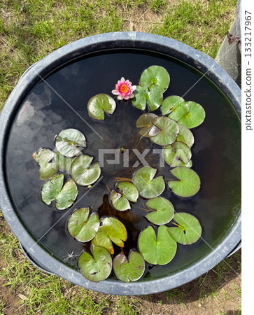 A top view of a blooming yellow water lily in a pond with lotus leaves A top view of a blooming yellow water lily in a pond with lotus leaves 133217967