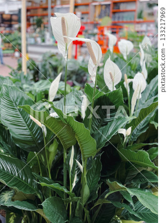 Beautiful array of colorful flower bouquets in flower shop lilies 133217969