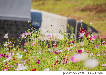 靜岡縣袋井市三川夢之岡公園的波斯菊花田 133218502