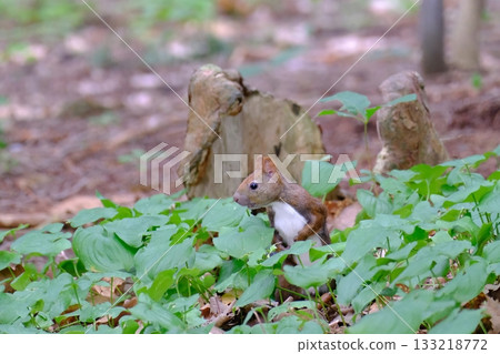 Ezolith in the forest Ezolith in the forest 133218772