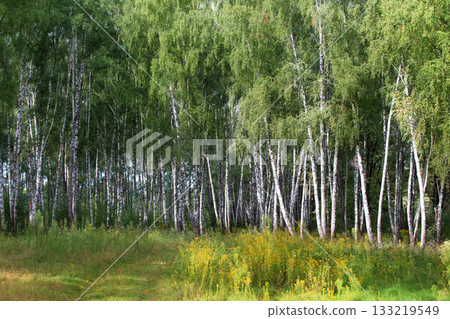 Birch grove with many trees and a lawn Birch grove with many trees and a lawn 133219549
