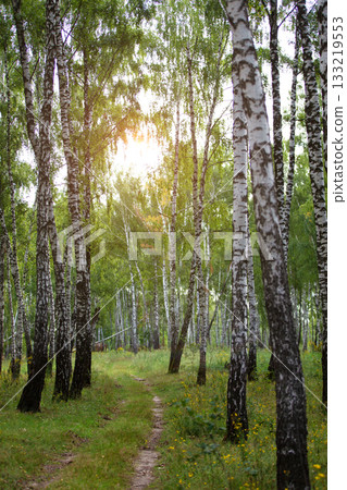 Birch grove with a path overgrown with green grass in the rays of the setting sun. Birch grove with a path overgrown with green grass in the rays of the setting sun. 133219553