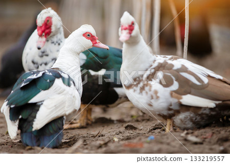Birds on a farm. Close-up of Muscovy ducks grazing on the ground against the backdrop of sunlight. Birds on a farm. Close-up of Muscovy ducks grazing on the ground against the backdrop of sunlight. 133219557
