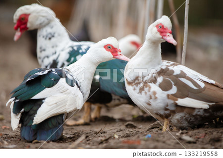 Birds on a farm. Close-up of Muscovy ducks grazing on the ground. 133219558