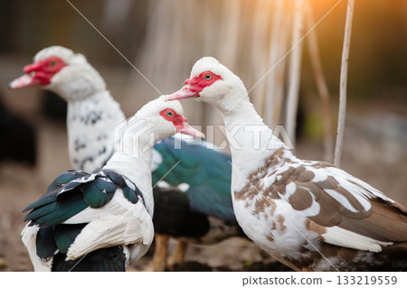 Birds on a farm. Close-up of Muscovy ducks grazing on the ground against the backdrop of sunlight. 133219559