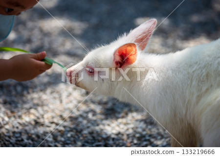 遊客親近餵食溫馴的棕色與白化症小袋鼠 133219666
