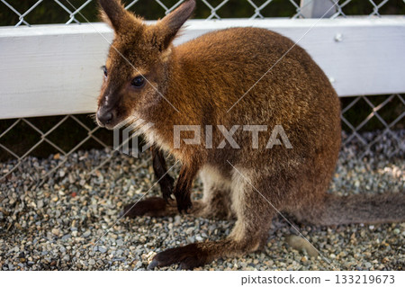 遊客親近餵食溫馴的棕色與白化症小袋鼠 133219673