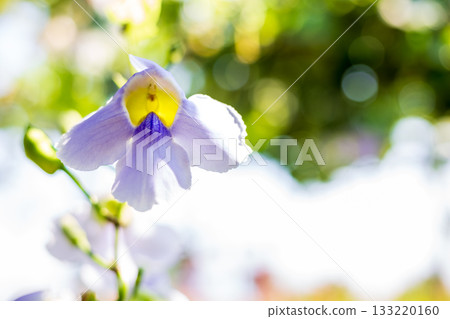 The delicate texture of the large Dunlop flower under warm sunlight backlighting The delicate texture of the large Dunlop flower under warm sunlight backlighting 133220160