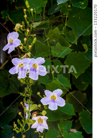 大鄧伯花在溫暖陽光逆光下展現的細緻紋理 大鄧伯花在溫暖陽光逆光下展現的細緻紋理 133220170