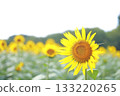 Sunflower blooming towards the sun 133220265