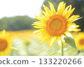 Sunflower blooming towards the sun 133220266