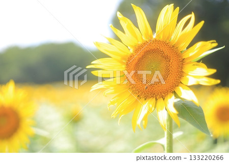 Sunflower blooming towards the sun Sunflower blooming towards the sun 133220266