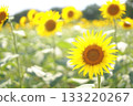 Sunflower blooming towards the sun 133220267