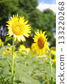 Sunflower blooming towards the sun 133220268