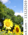 Sunflower blooming towards the sun 133220269