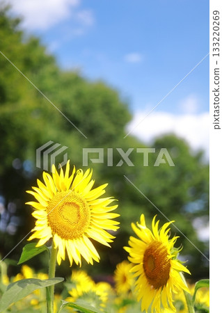 Sunflower blooming towards the sun Sunflower blooming towards the sun 133220269