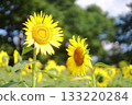 Sunflower blooming towards the sun 133220284