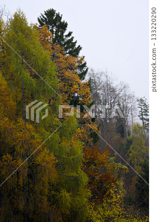 dense autumn forest canopy on hillside showing layered orange and green foliage with tall pine and birch silhouettes under pale 133220290