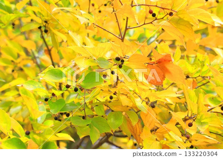 金針菇的秋葉和果實 金針菇的秋葉和果實 133220304