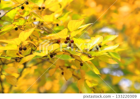 Autumn leaves and fruit of Enoki tree 133220309