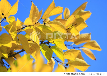 Autumn leaves and fruit of Enoki tree 133220310