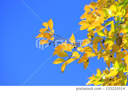 Autumn leaves and fruit of Enoki tree 133220314