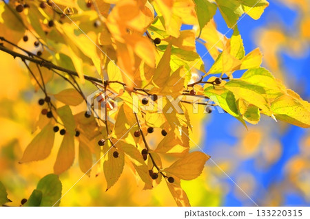 金針菇的秋葉和果實 133220315