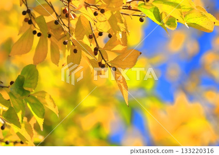 金針菇的秋葉和果實 133220316