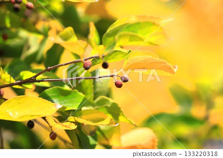 Autumn leaves and fruit of Enoki tree 133220318